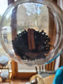 Elderberry Cordial Bomb.