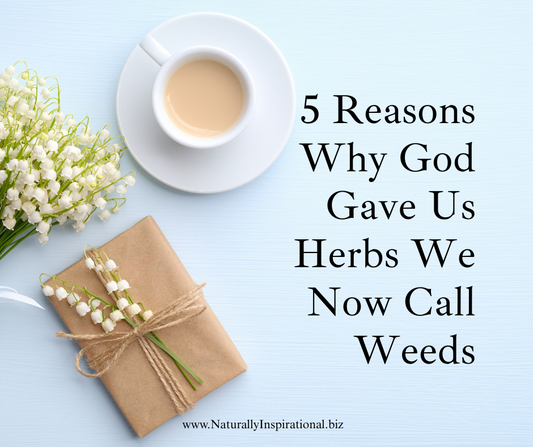 5 Reasons Why God Gave Us Herbs We Now Call Weeds
