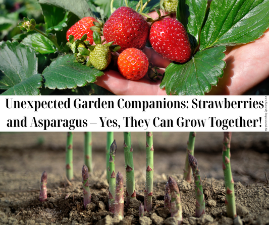 Unexpected Garden Companions: Strawberries and Asparagus – Yes, They Can Grow Together!