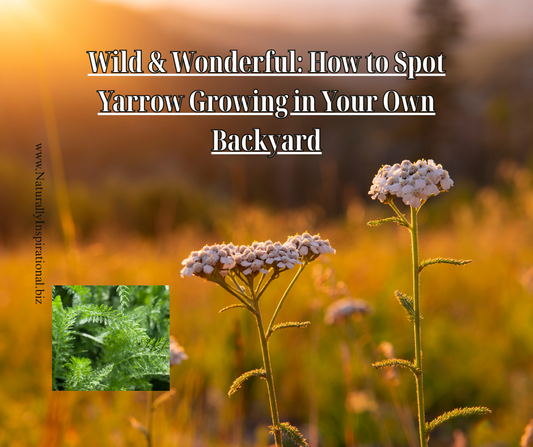 Wild &amp; Wonderful: How to Spot Yarrow Growing in Your Own Backyard