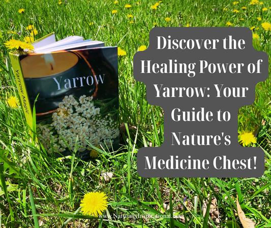 Discover the Healing Power of Yarrow: Your Guide to Nature's Medicine Chest!