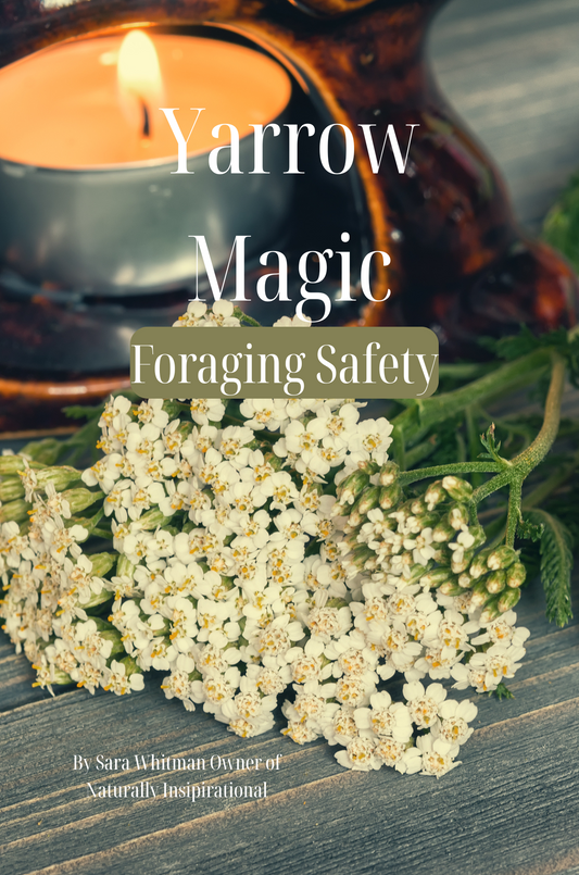 Yarrow Magic - Foraging Safety